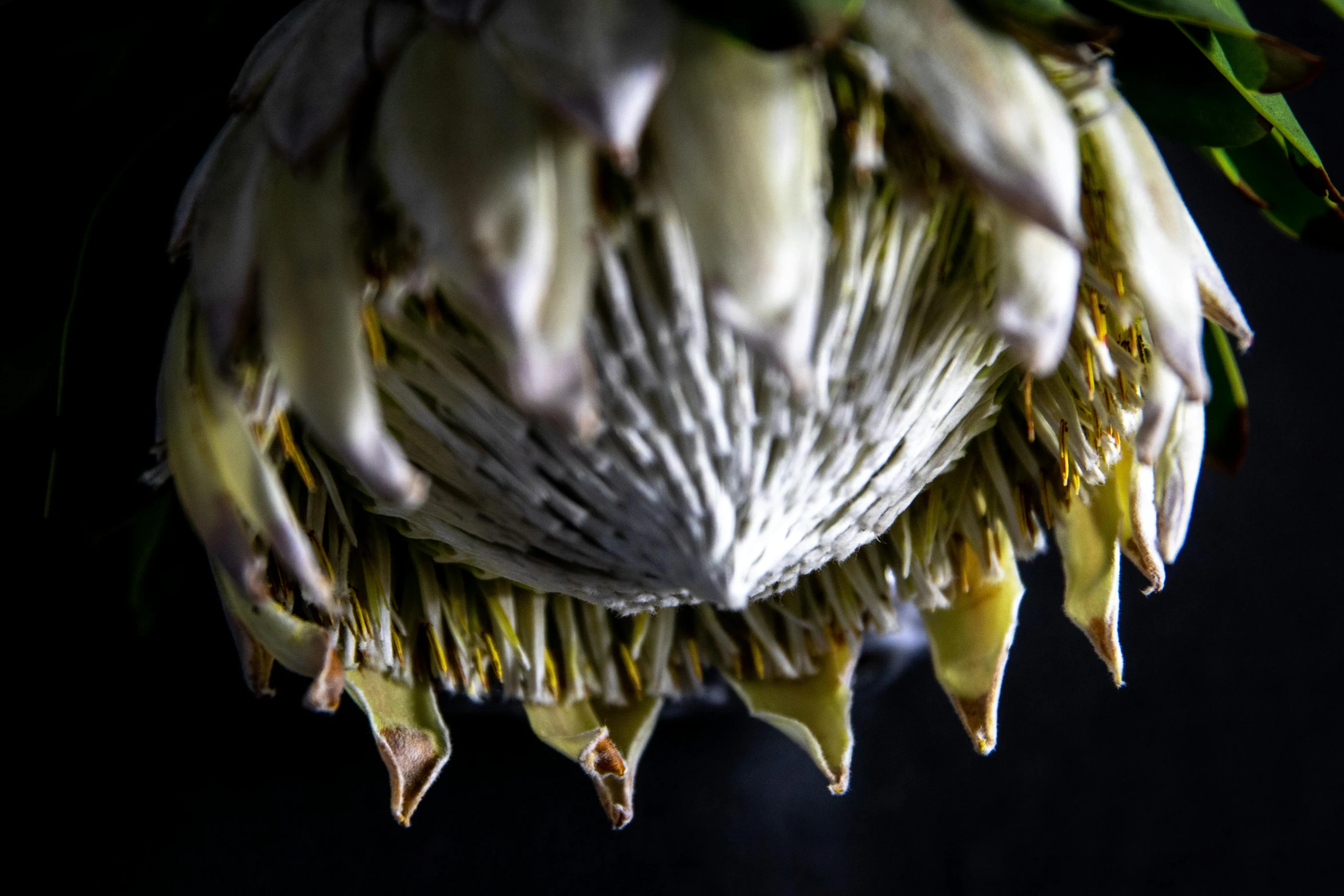 a large flower with a very short amount of petals