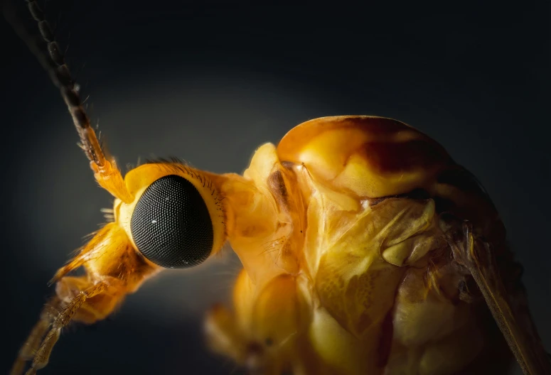 a close up image of the insect's face