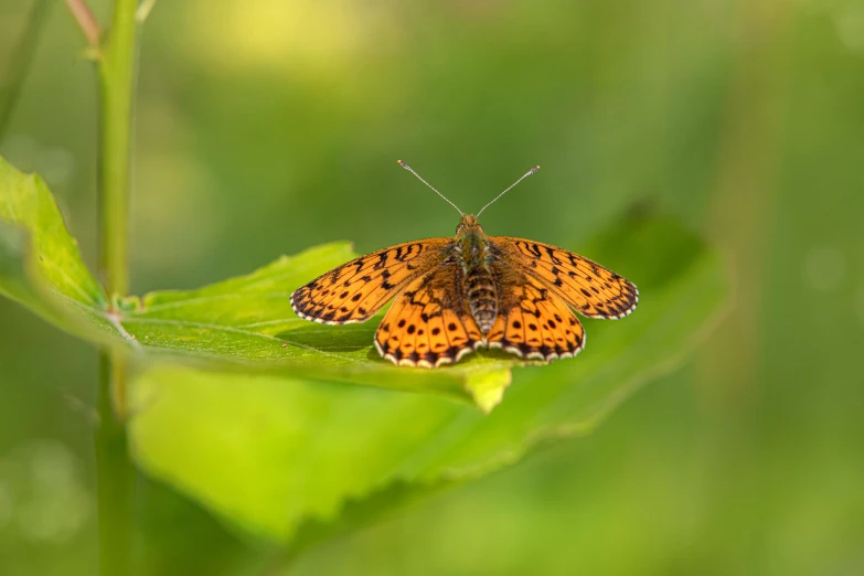 an orange erfly sitting on top of green leaves