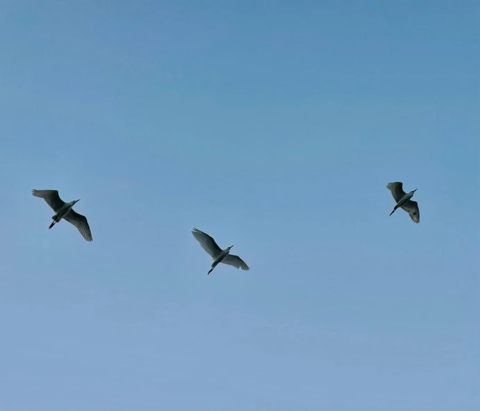 a flock of birds flying across the blue sky