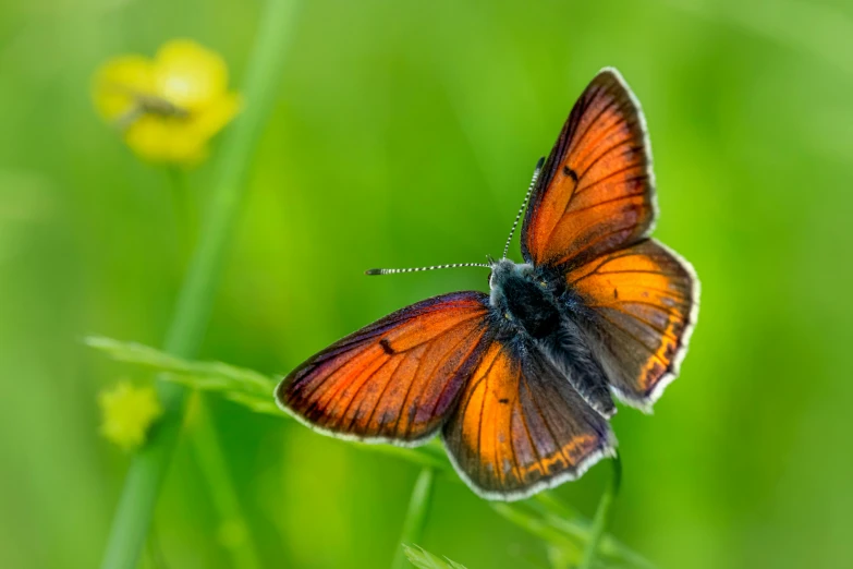 orange and black erfly sitting on green plant