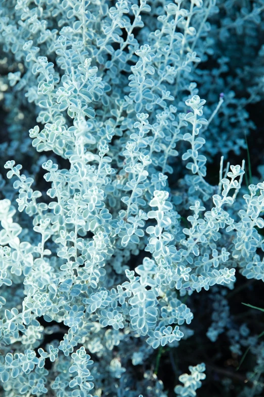 this plant has a bunch of small white flowers in it