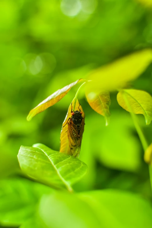 a bug sitting on top of a leaf in the grass
