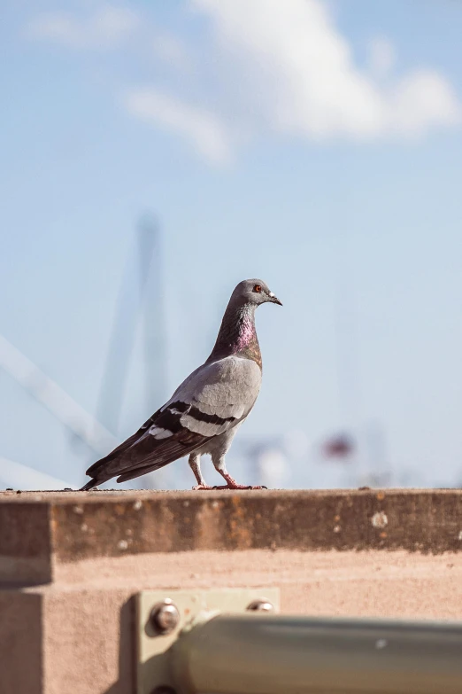 a close up of a pigeon sitting on top of a cement structure