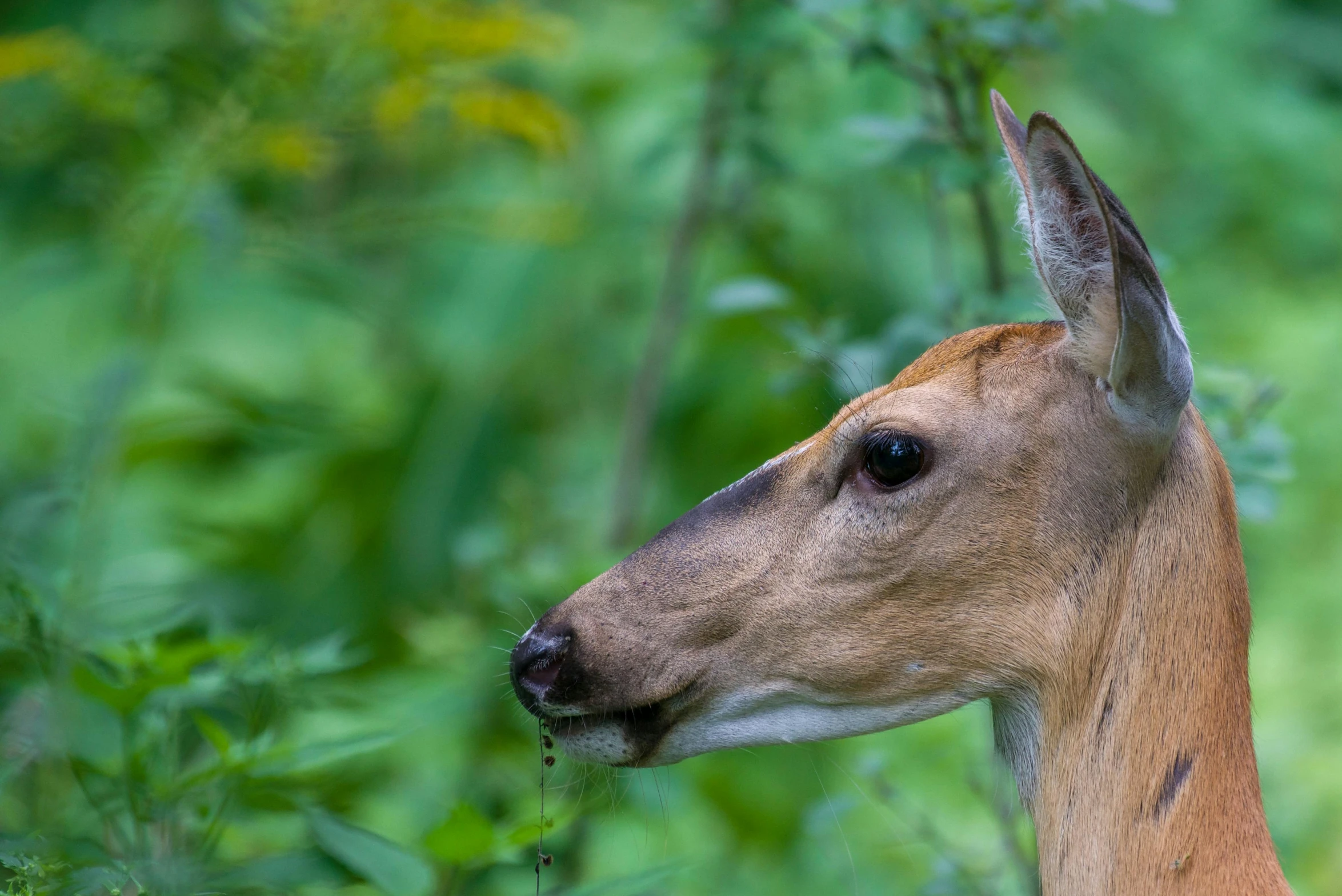 close up of an animal head with greenery behind it