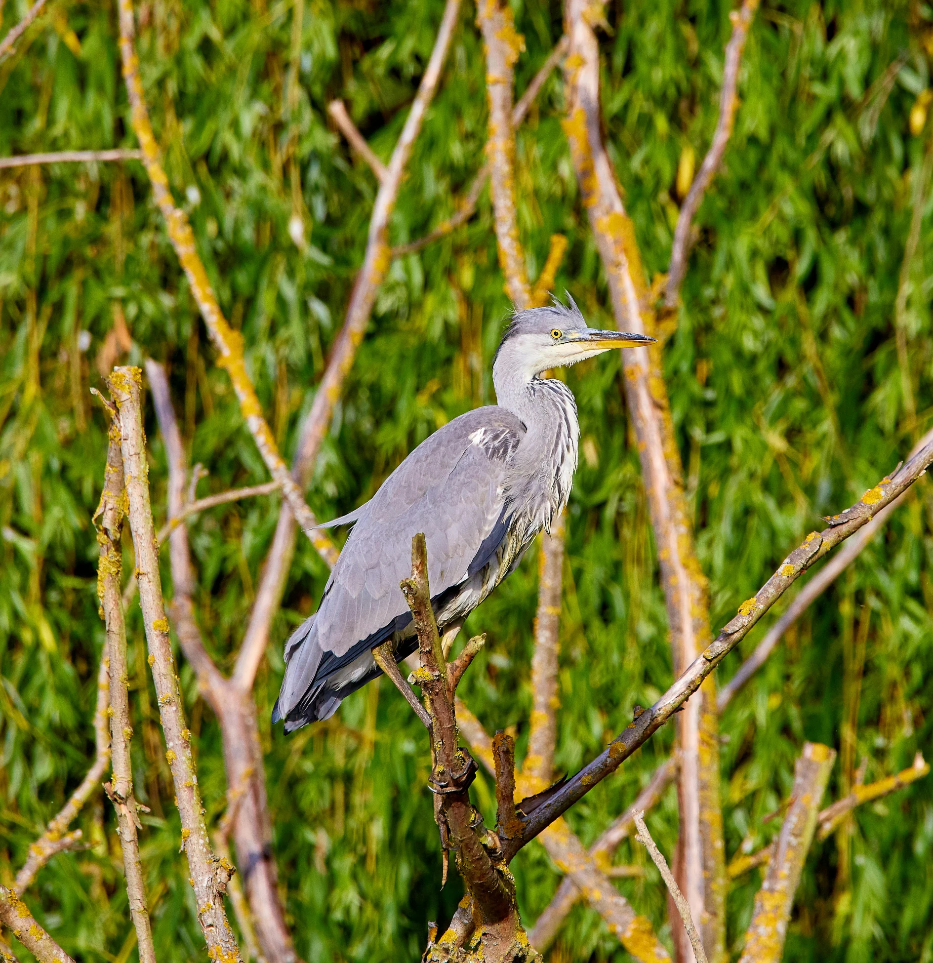 a bird is standing on a tree nch