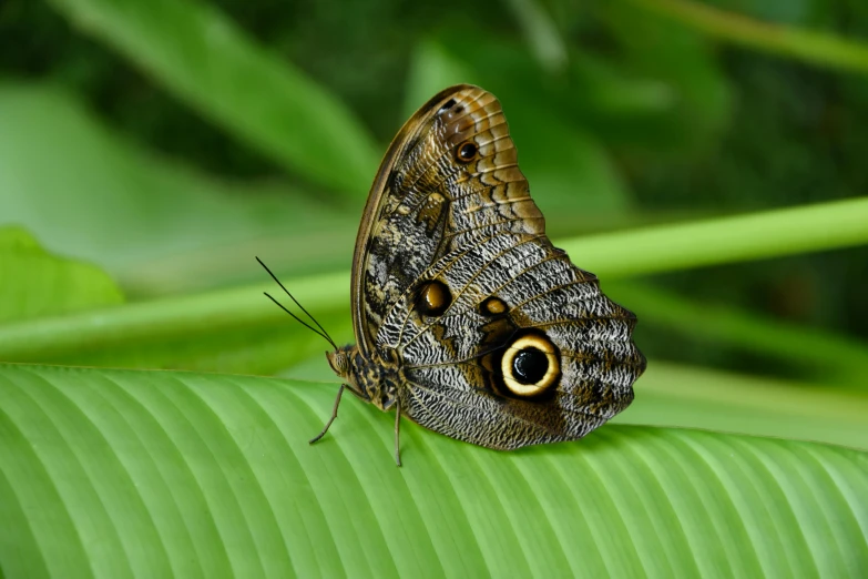 a beautiful brown erfly sitting on the edge of a leaf