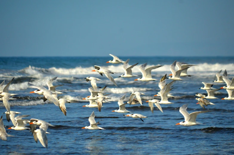 there are many birds flying over the ocean