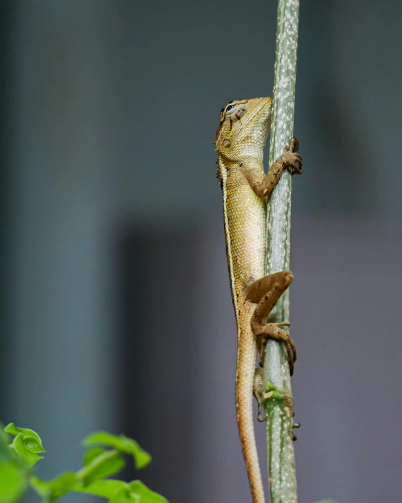 a lizard that is sitting on a nch