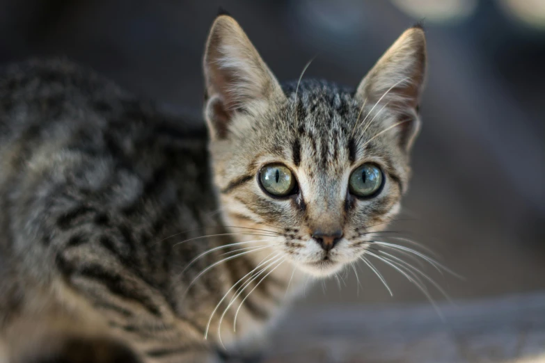 there is a cat that is looking intently at soing