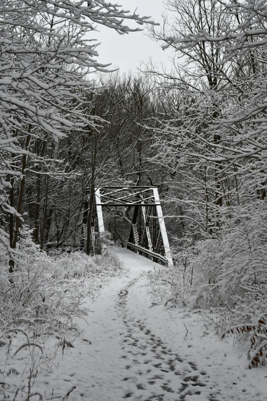 snow covered trail in forest with bridge and trail