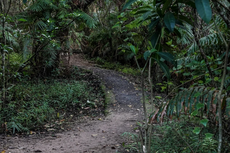 a trail in the jungle next to an umbrella