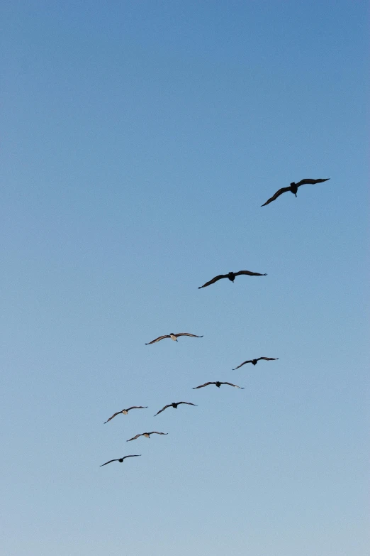 some birds flying together in the sky