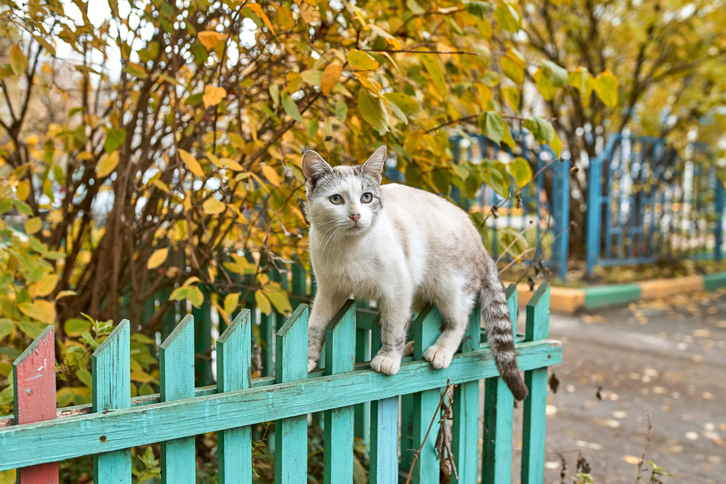 a white cat is standing on top of a blue fence