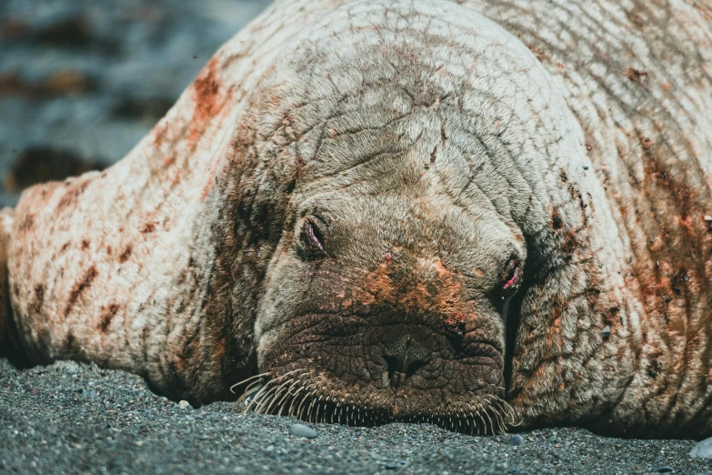 an adult walpopo lays on the sand in the ocean