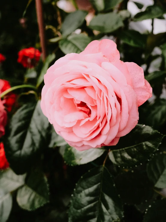 pink flower sitting in the middle of green leaves