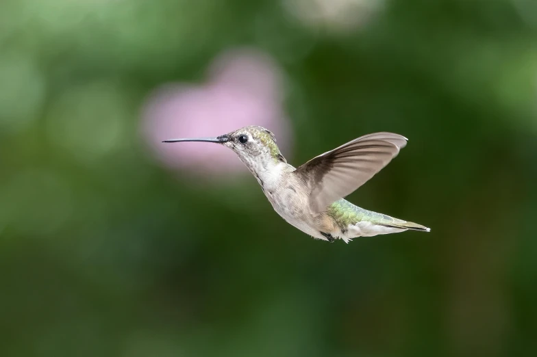 a hummingbird is flying by some flowers