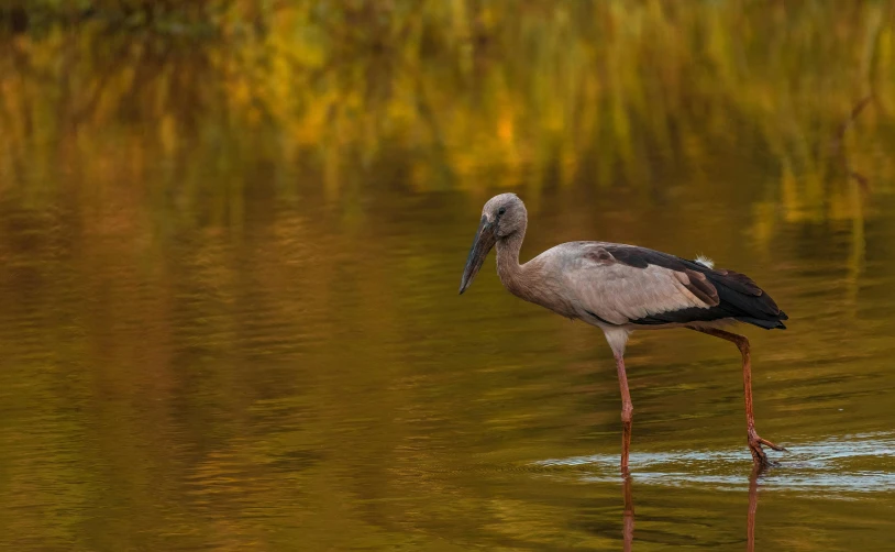 a tall bird standing in some water with it's beak bent