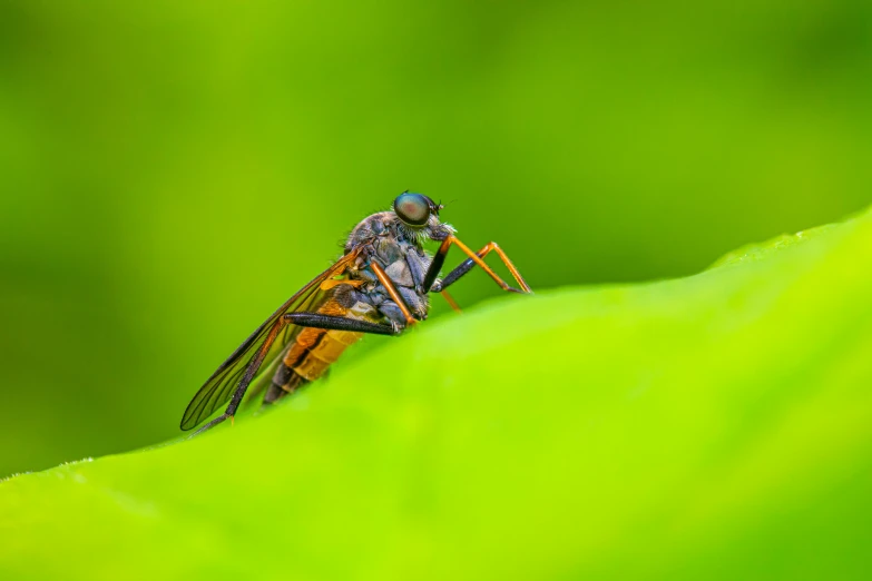 a fly sits on a leaf in the middle of the day