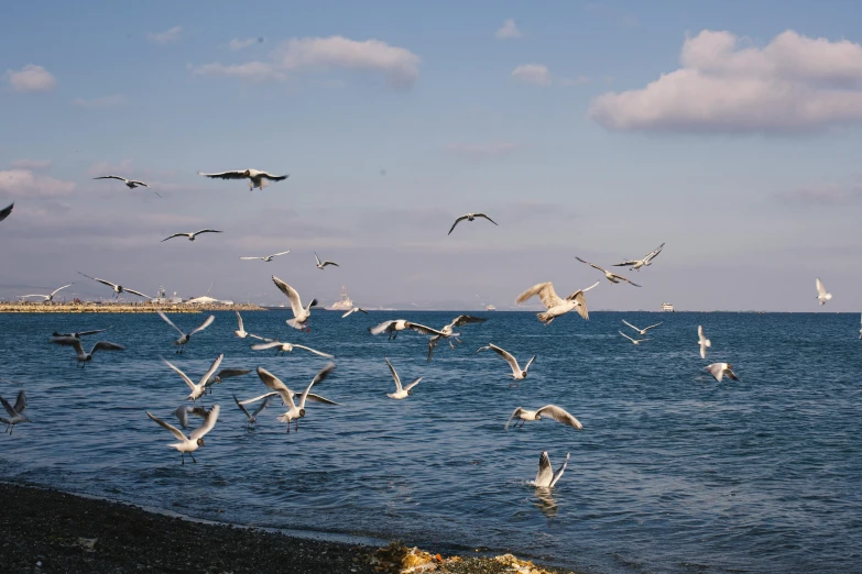 flock of birds flying over water at beach on partly cloudy day