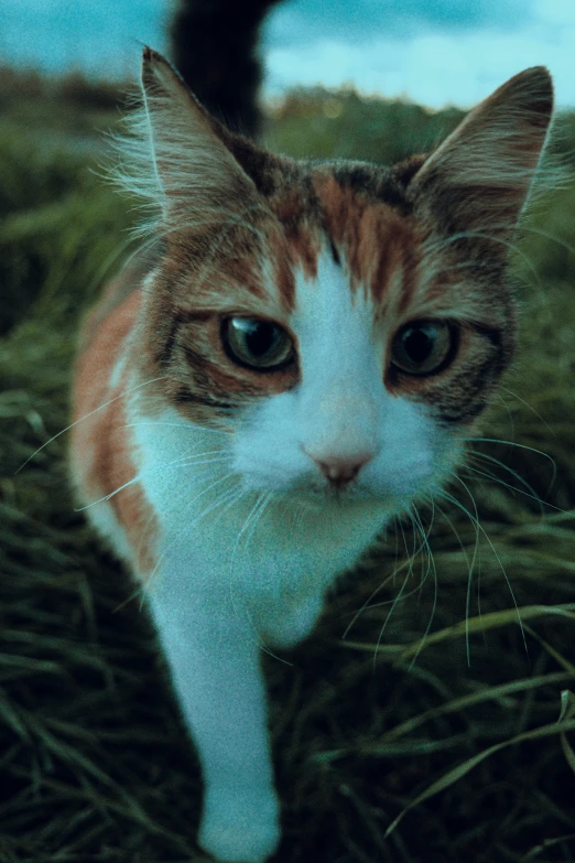 a close up of a cat in a grass field