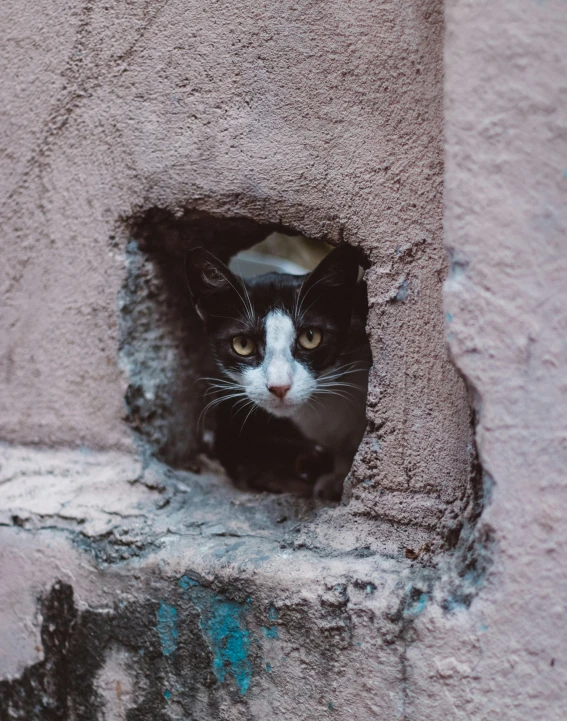 a black and white cat peering out of a cement cave