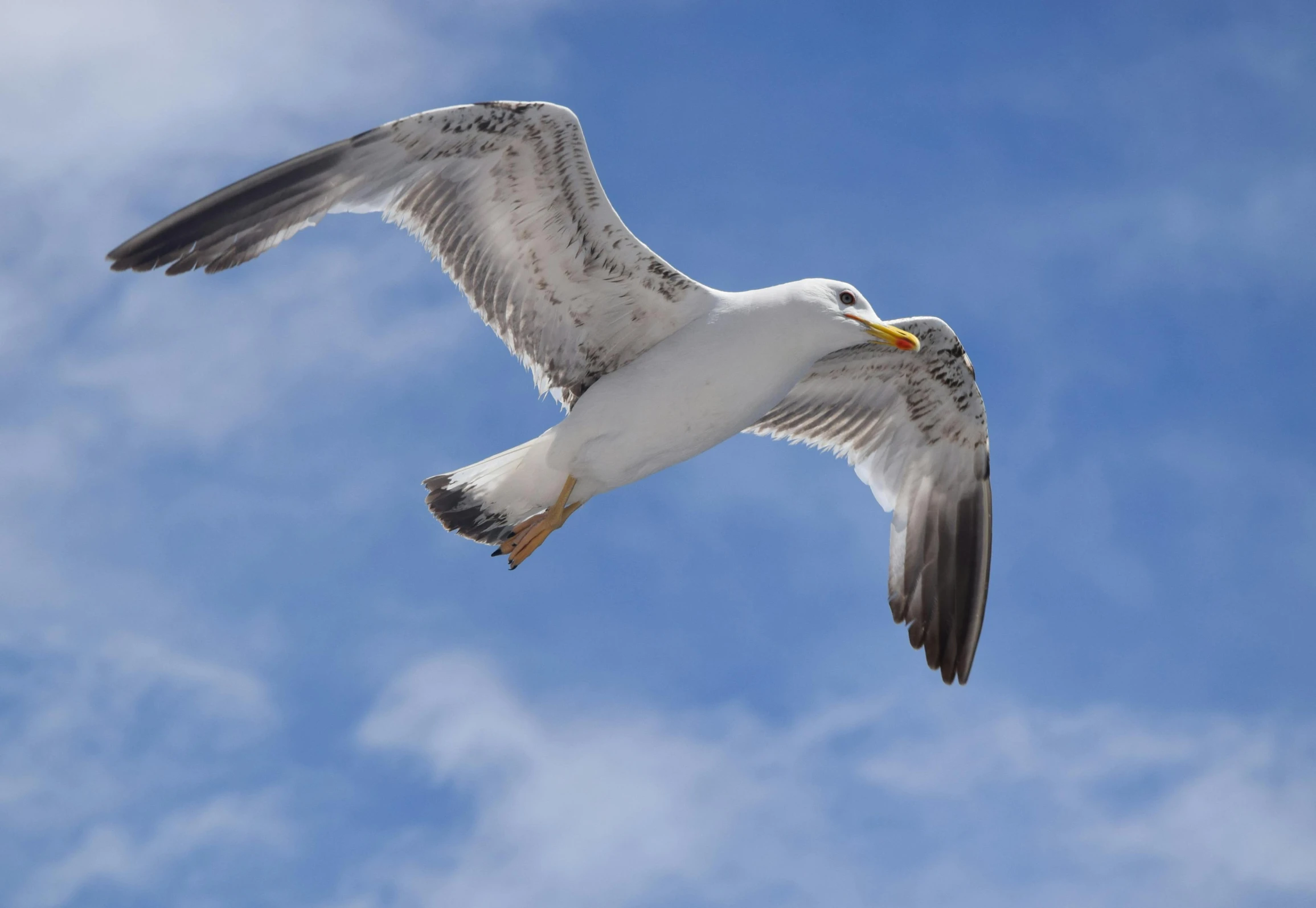 white and black bird with orange beak flying