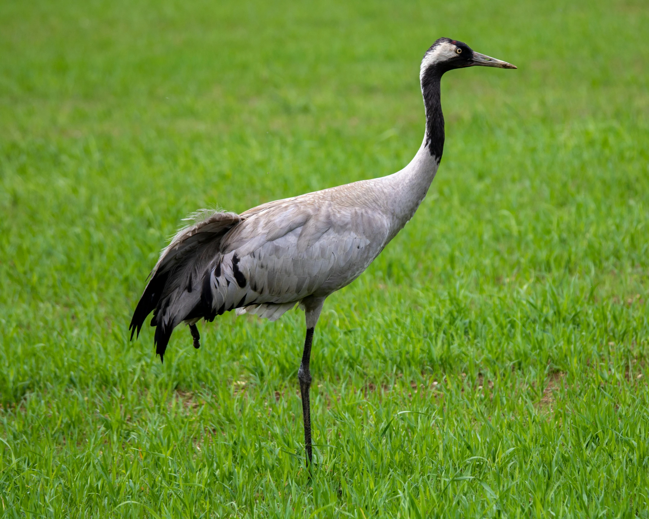 a grey bird standing in a green field
