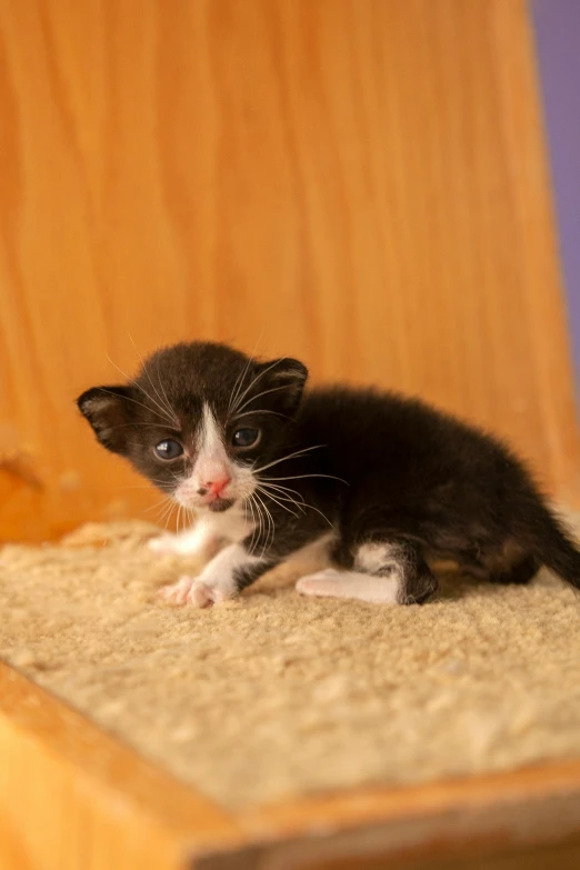 a kitten on a shelf is looking out from underneath