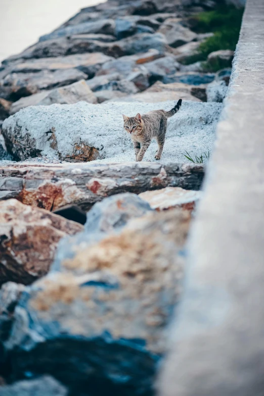 a cat walks down the rocks by the water