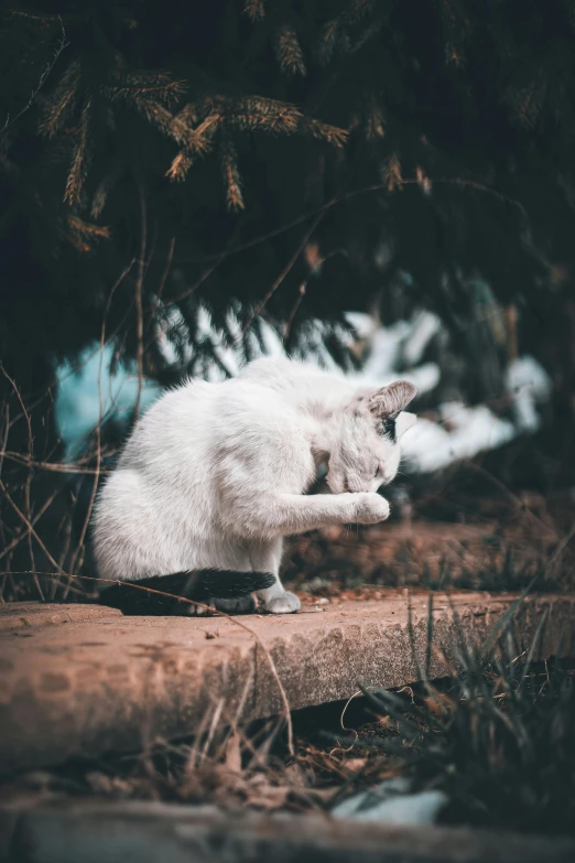 a white kitten stretching in the snow