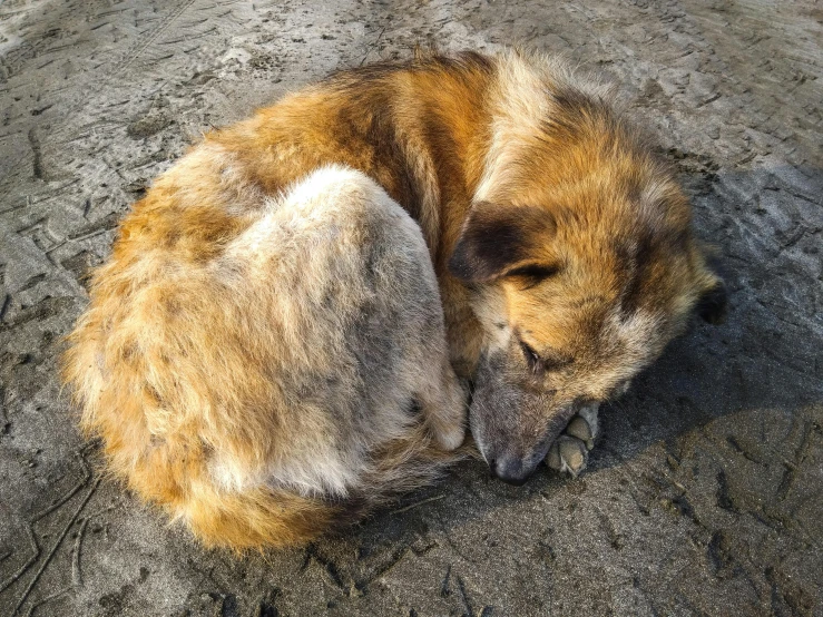 a dog is sleeping on top of some sand