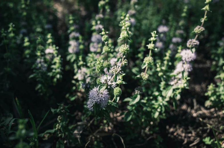 flowers in a field with a dark background