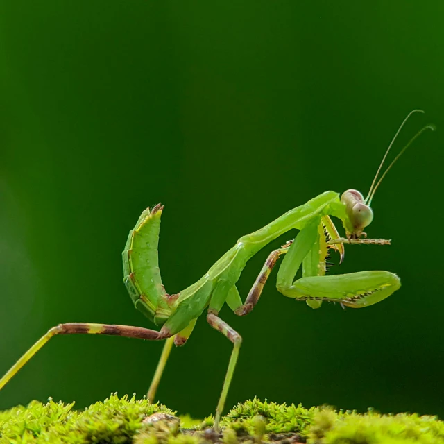 a large insect sitting on top of a plant