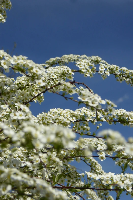 bird in flight perched on top of tree in blossoming region