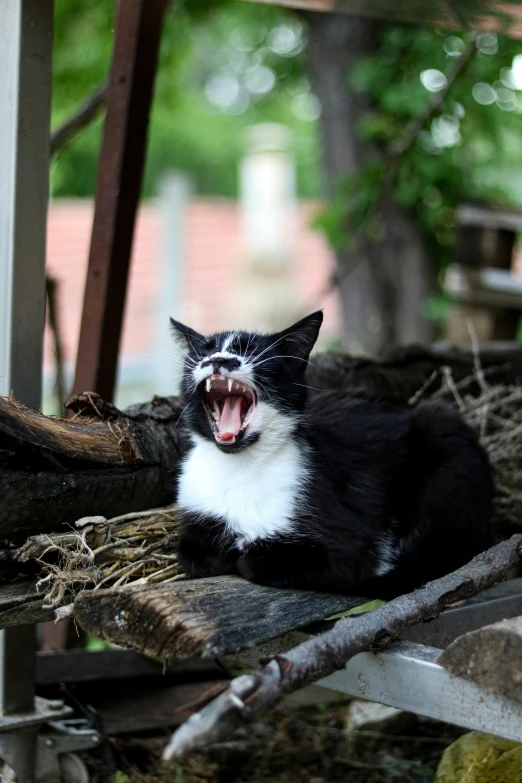 an evil cat yawns while lying on the ground