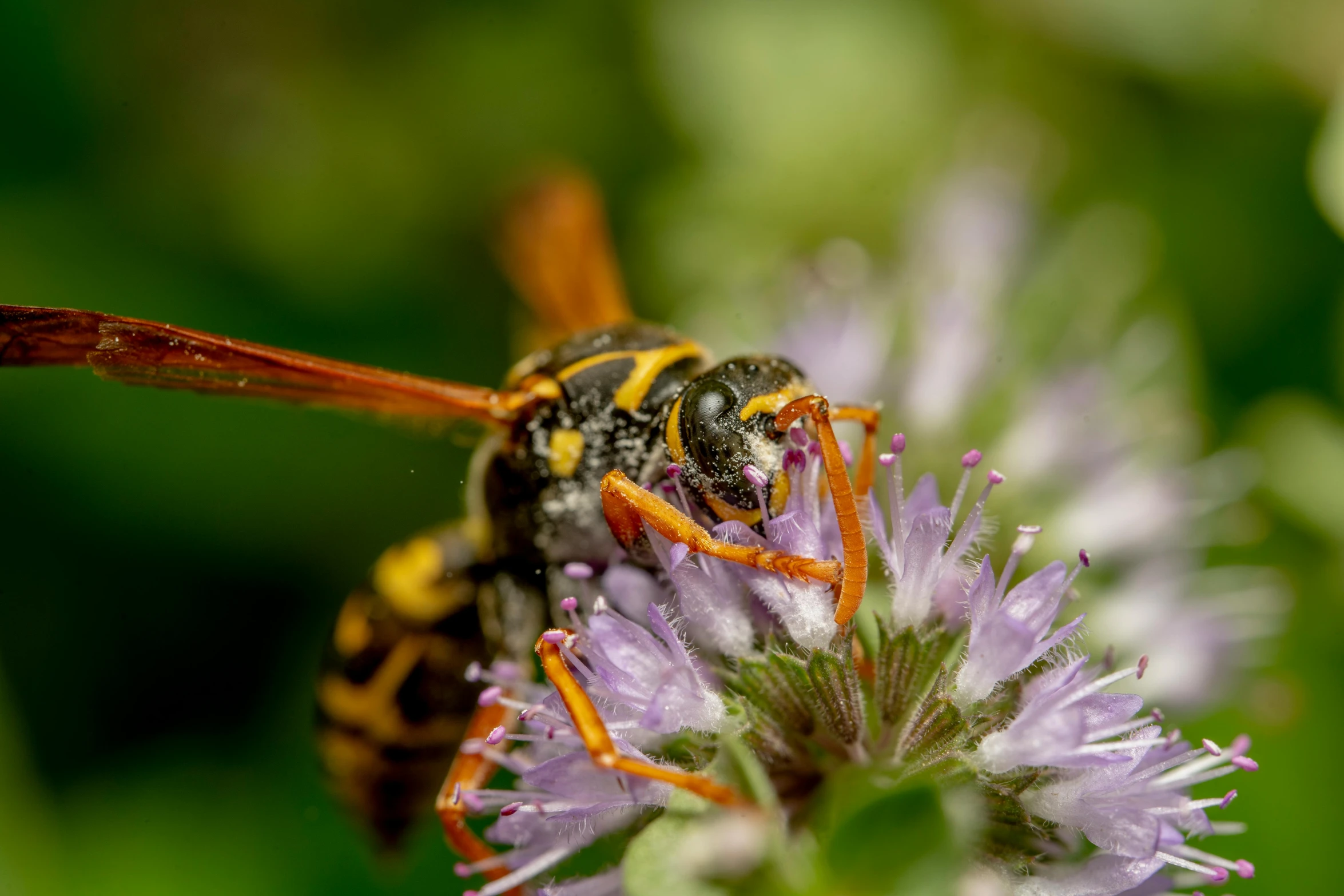 close up of a hover on a flower in a field