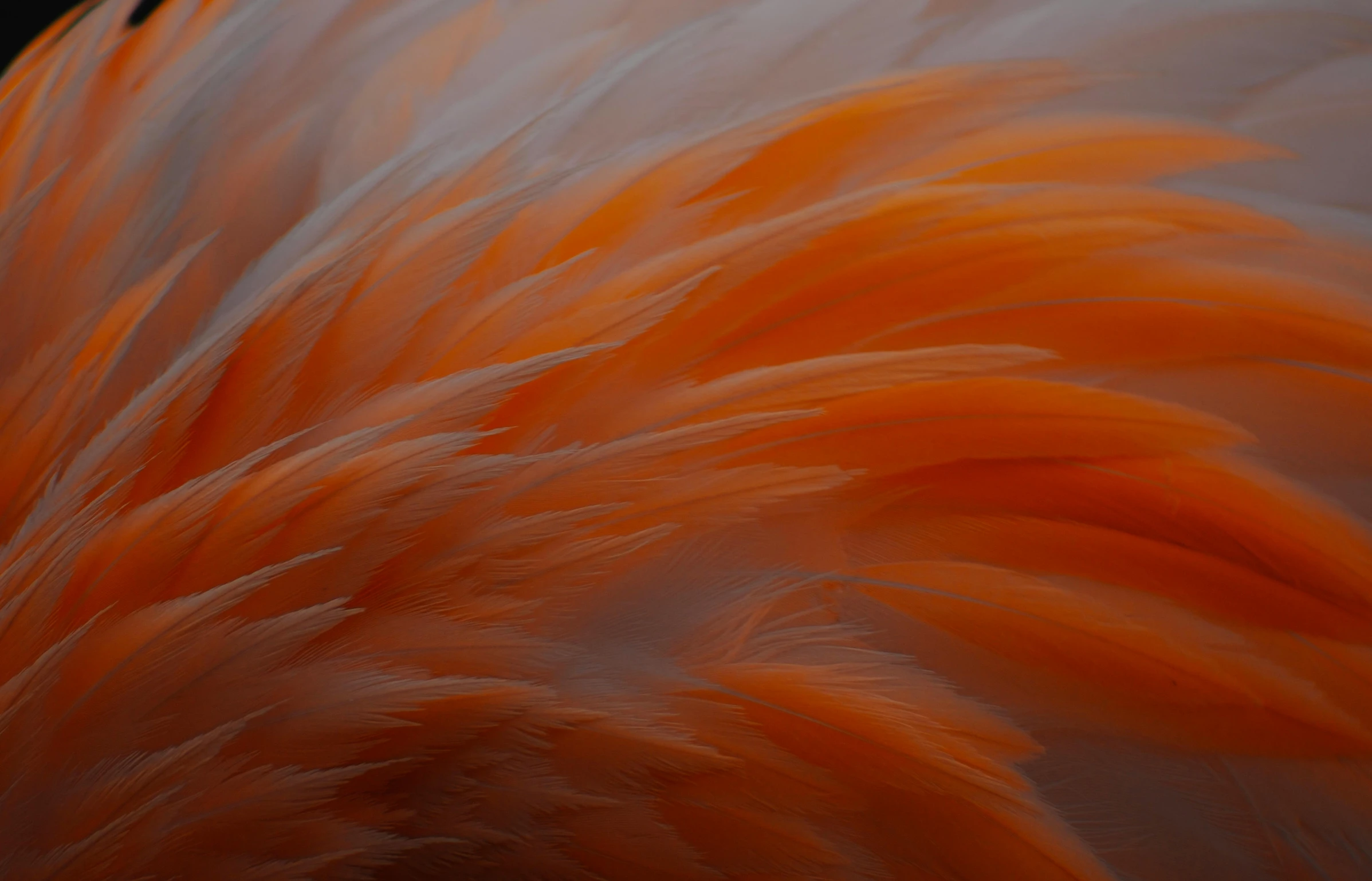 an orange colored bird feathers close up