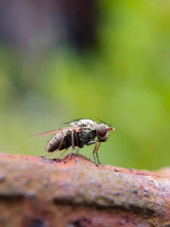 the mosquito has white patches on it's body