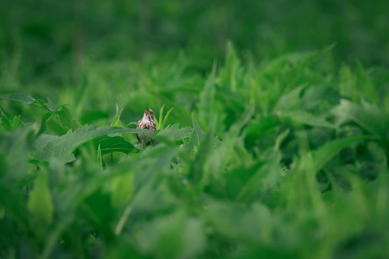 a small brown bird sitting on top of a lush green field