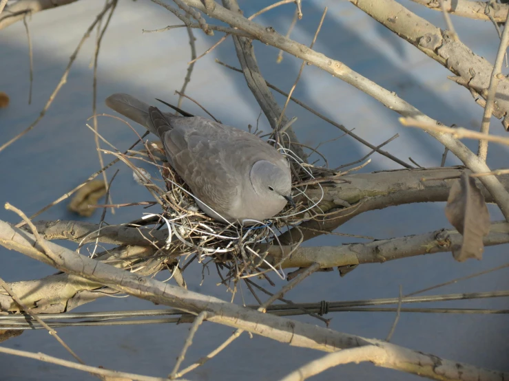 a dove sitting in a nest with its legs bent