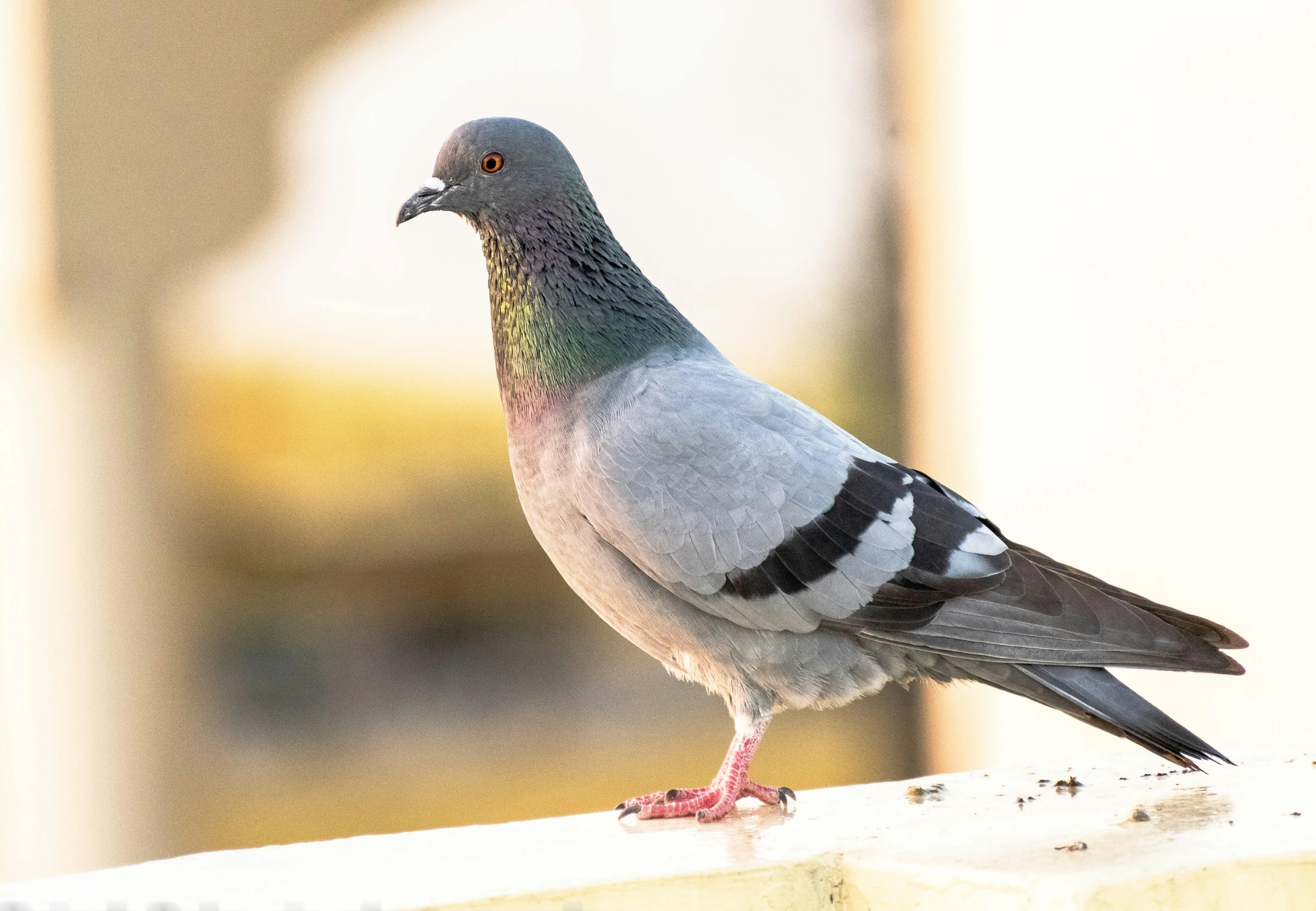 the bird is perched on a post while staring at soing