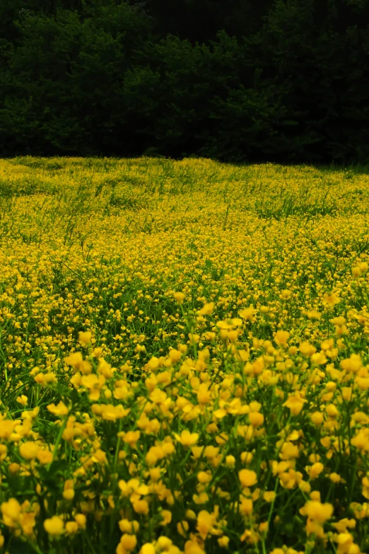 this field has yellow flowers and trees around