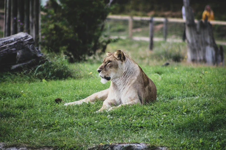 a lion resting on some grass in a zoo enclosure