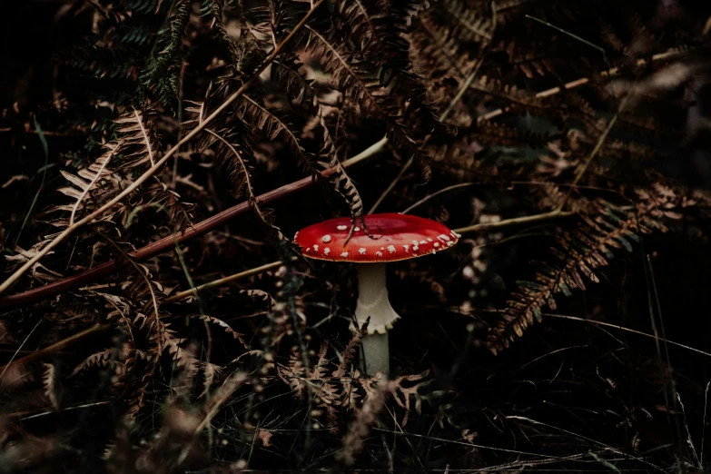 a red mushroom sits in the grass and leaves