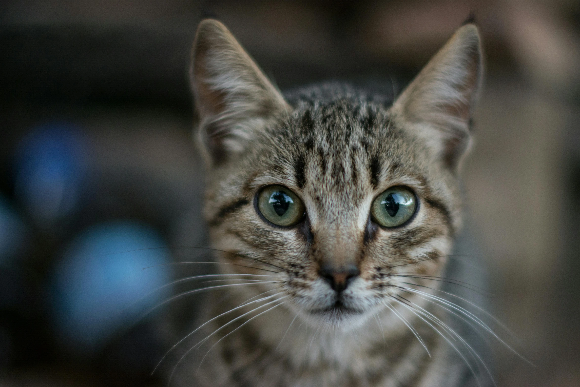 a close up of a cat staring at the camera