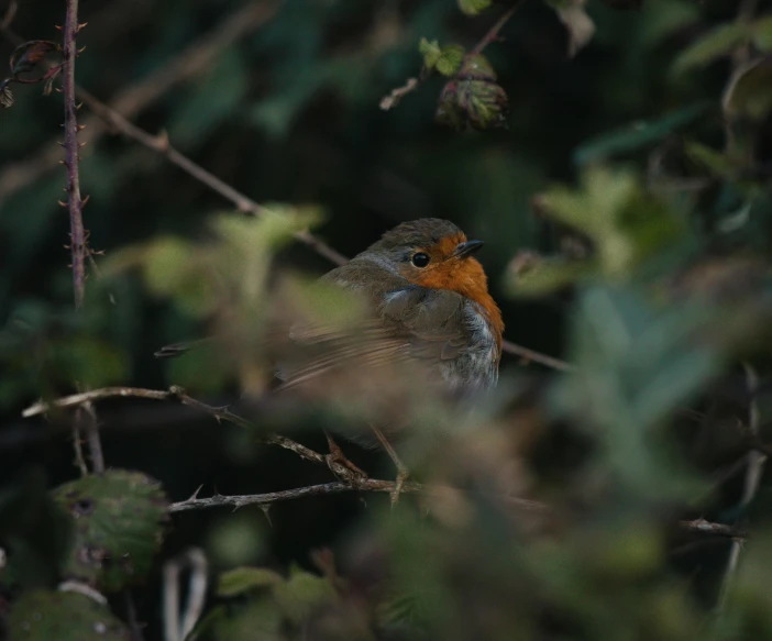 an image of a bird on a nch in the woods