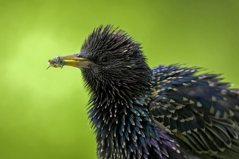 a close up of a colorful bird on a bright green background