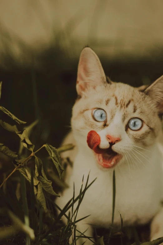 a little white cat with a red nose sitting on the ground