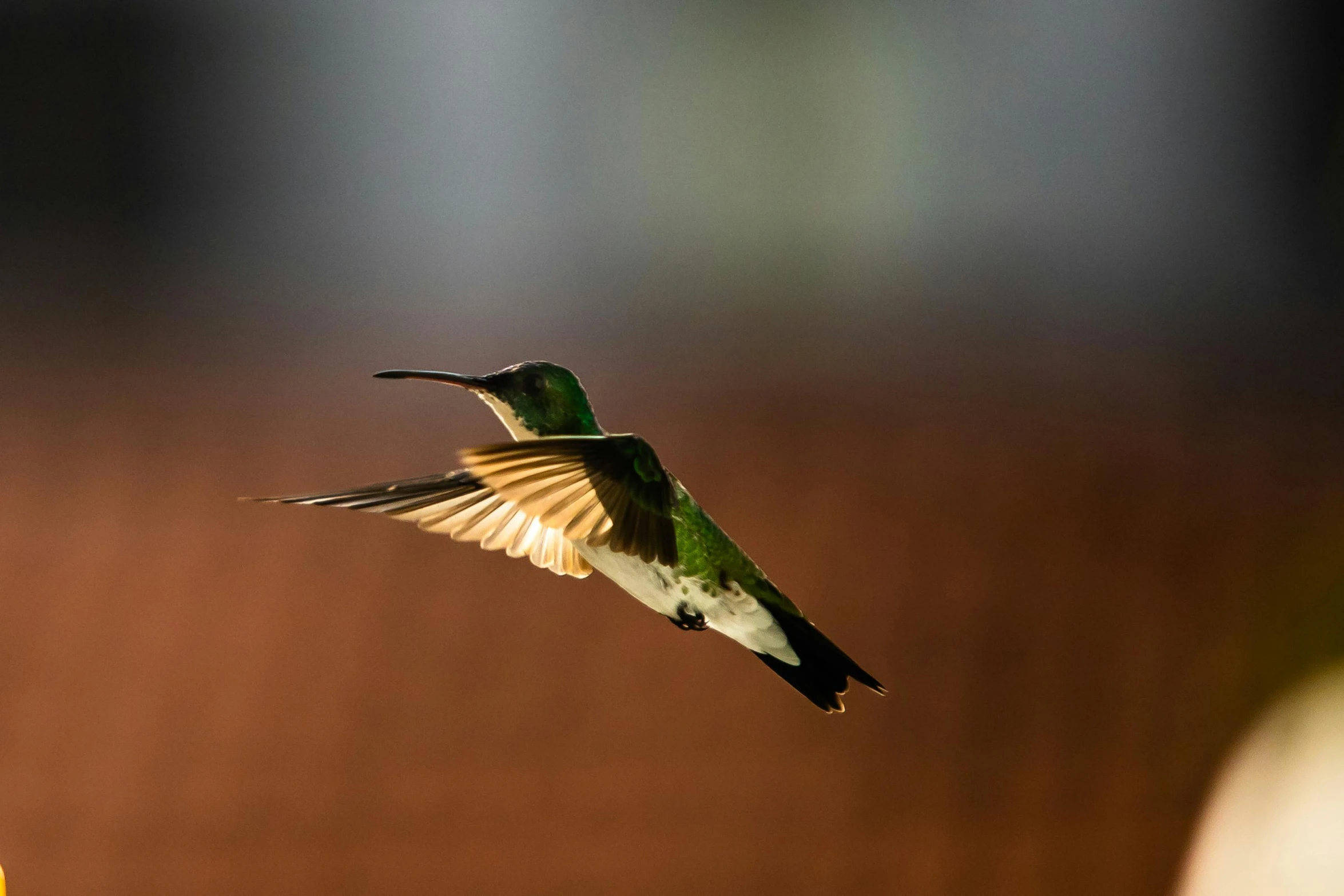 a bird flying through the air with a blurry background